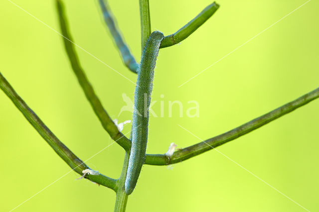 Orange-tip (Anthocharis cardamines)