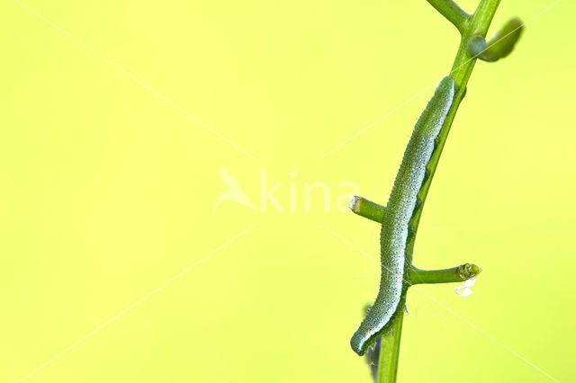 Orange-tip (Anthocharis cardamines)