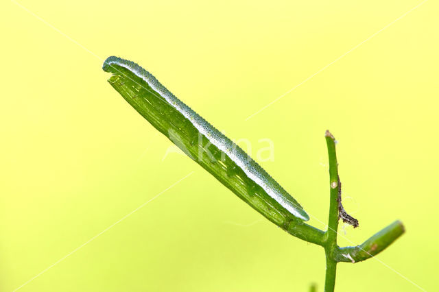 Oranjetipje (Anthocharis cardamines)