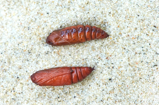 Herfstbremspanner (Chesias legatella)