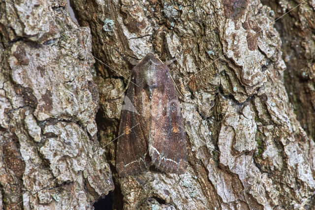 Bright-line Brown-eye (Lacanobia oleracea)