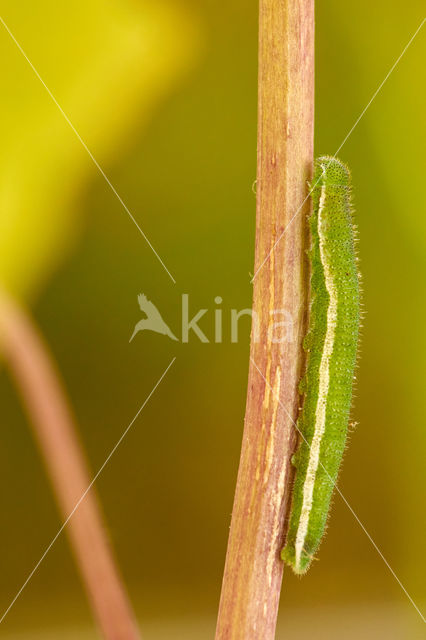 Oranjetipje (Anthocharis cardamines)