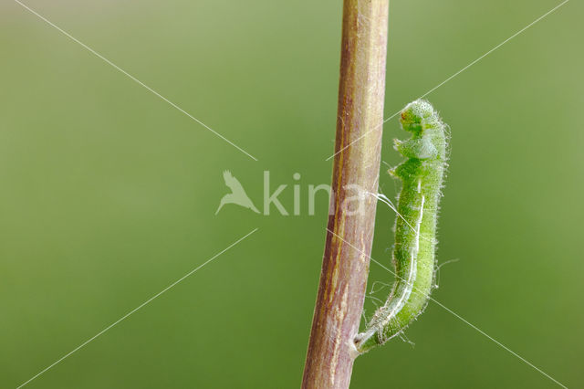 Orange-tip (Anthocharis cardamines)