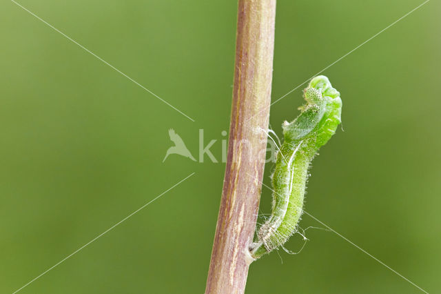 Oranjetipje (Anthocharis cardamines)