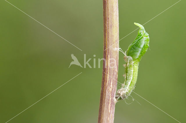 Orange-tip (Anthocharis cardamines)