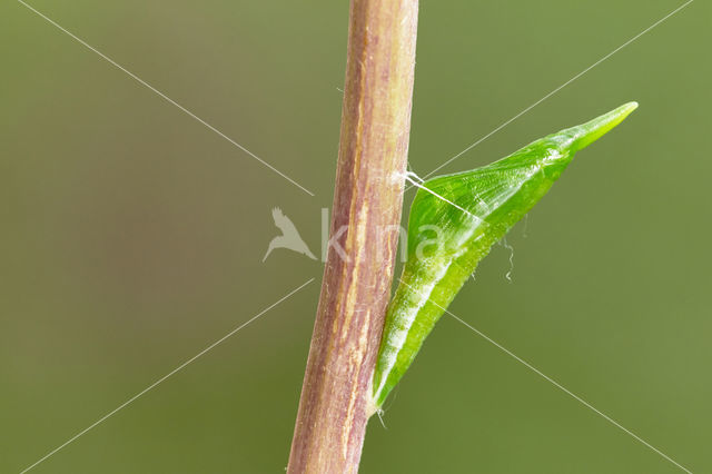 Orange-tip (Anthocharis cardamines)