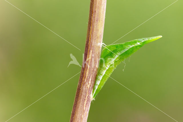 Orange-tip (Anthocharis cardamines)