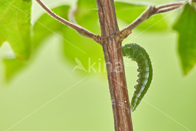 Orange-tip (Anthocharis cardamines)