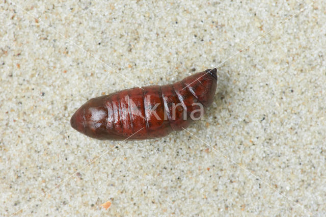 Feathered Thorn (Colotois pennaria)