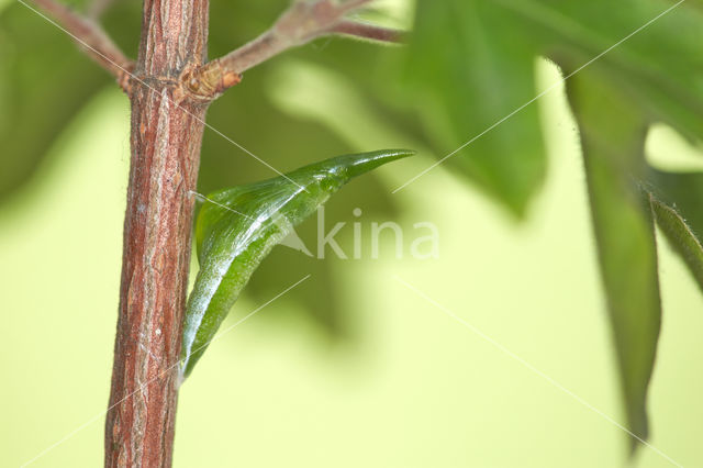 Orange-tip (Anthocharis cardamines)