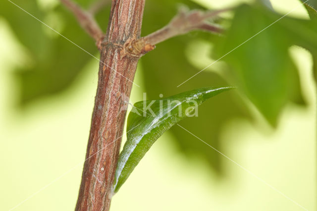 Orange-tip (Anthocharis cardamines)