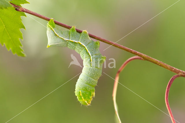 Piramidevlinder (Amphipyra pyramidea)