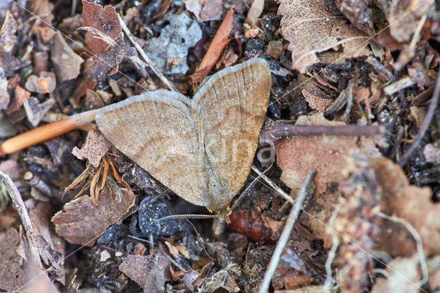 Rannoch Looper (Itame brunneata)