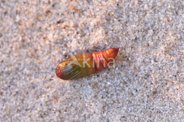 Grote voorjaarsspanner (Agriopis marginaria)