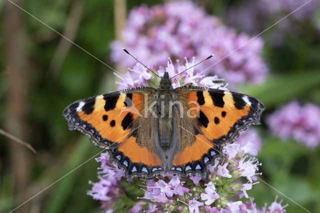 Kleine vos (Aglais urticae)