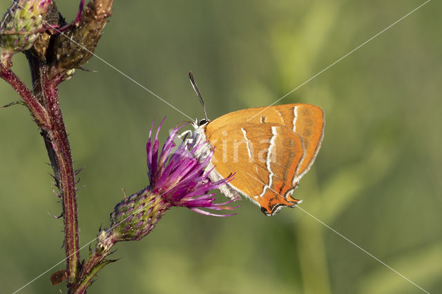 Sleedoornpage (Thecla betulae)