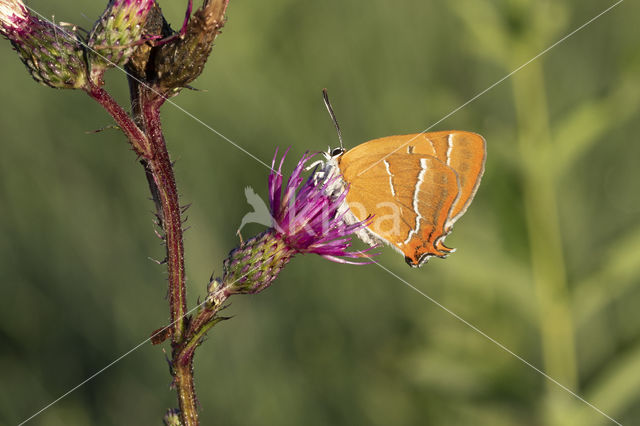 Sleedoornpage (Thecla betulae)