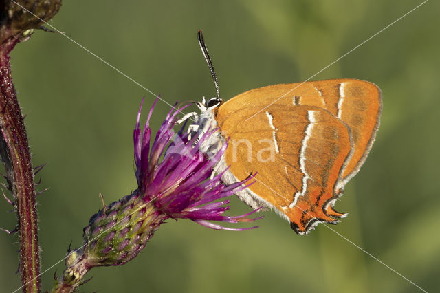 Sleedoornpage (Thecla betulae)