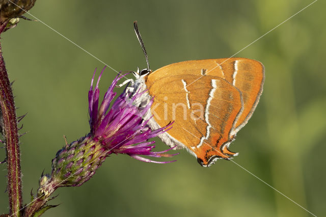 Brown Hairstreak (Thecla betulae)