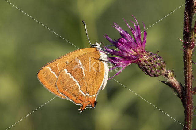 Sleedoornpage (Thecla betulae)