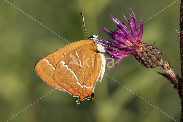 Brown Hairstreak (Thecla betulae)