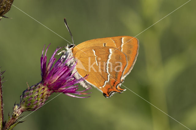 Brown Hairstreak (Thecla betulae)