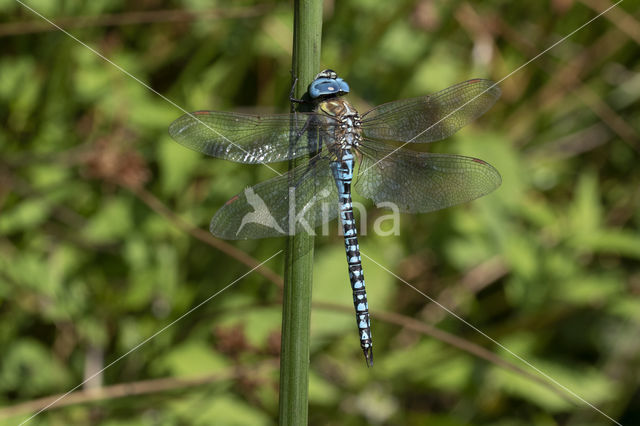 Zuidelijke glazenmaker (Aeshna affinis)