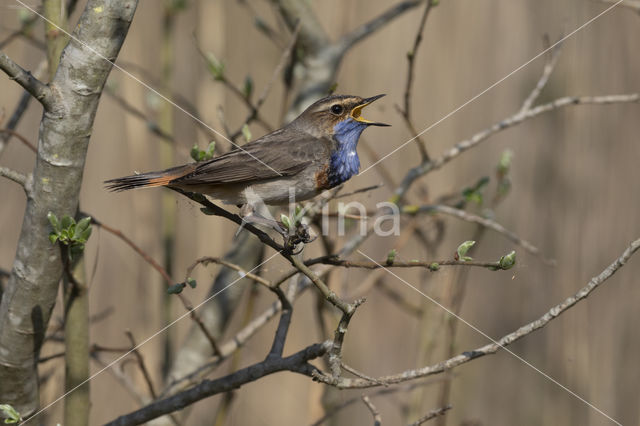 Blauwborst (Luscinia svecica)