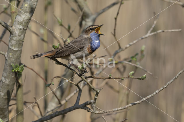 Blauwborst (Luscinia svecica)