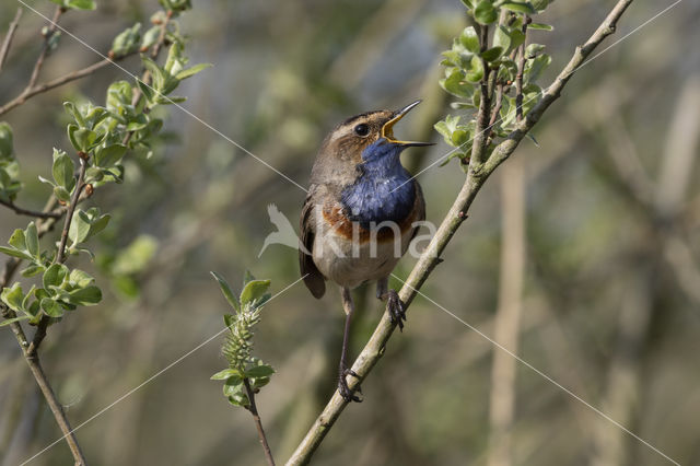 Blauwborst (Luscinia svecica)