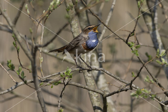 Blauwborst (Luscinia svecica)