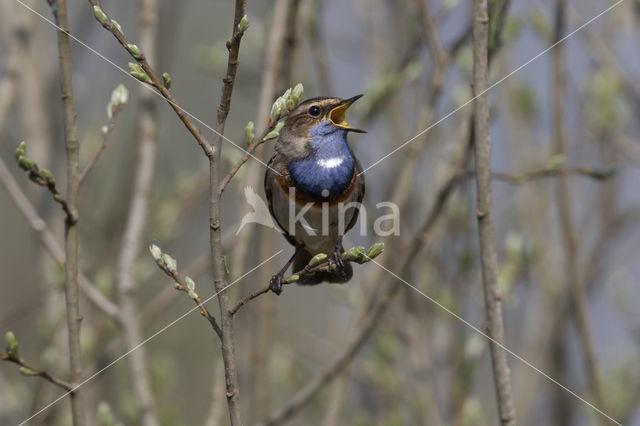 Blauwborst (Luscinia svecica)