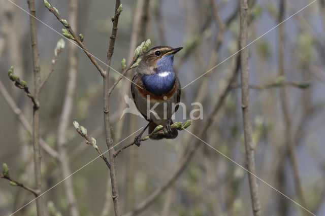 Blauwborst (Luscinia svecica)