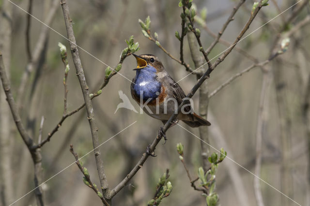 Blauwborst (Luscinia svecica)