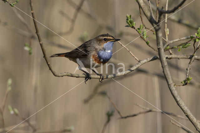 Blauwborst (Luscinia svecica)