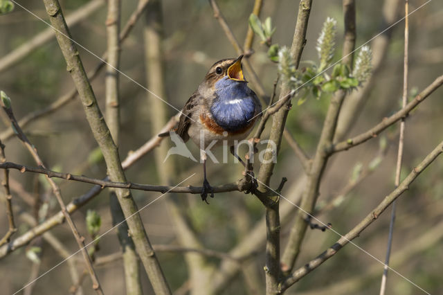 Blauwborst (Luscinia svecica)