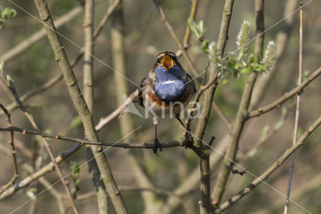 Blauwborst (Luscinia svecica)