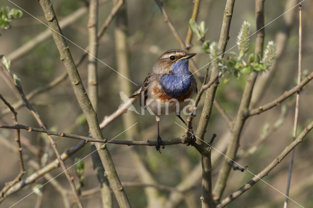 Blauwborst (Luscinia svecica)