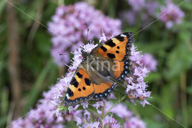 Kleine vos (Aglais urticae)