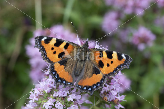 Kleine vos (Aglais urticae)