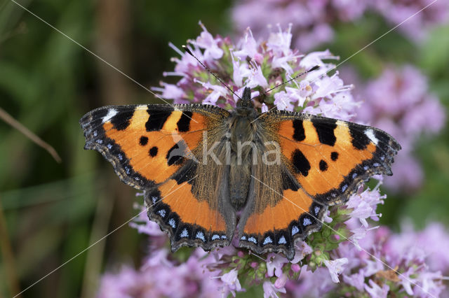 Kleine vos (Aglais urticae)