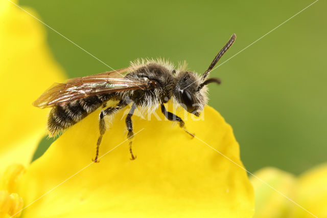 Andrena niveata