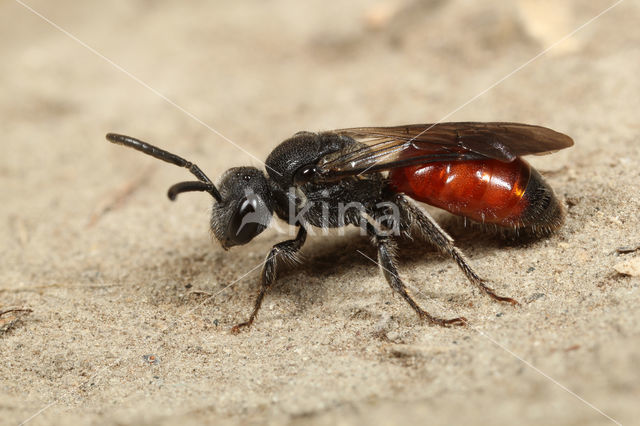 Kraagbloedbij (Sphecodes spinulosus)