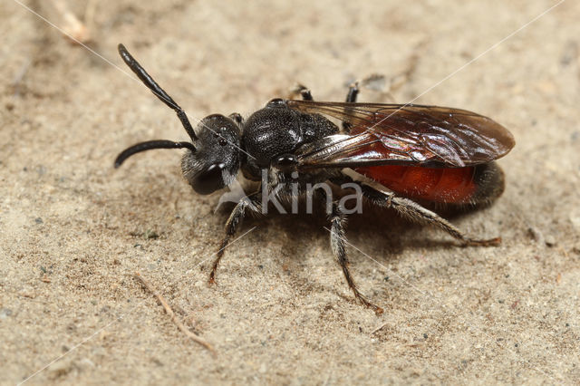 Kraagbloedbij (Sphecodes spinulosus)