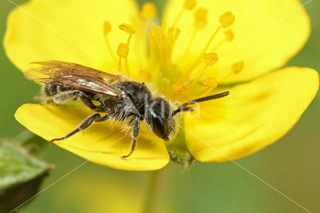 Andrena falsifica