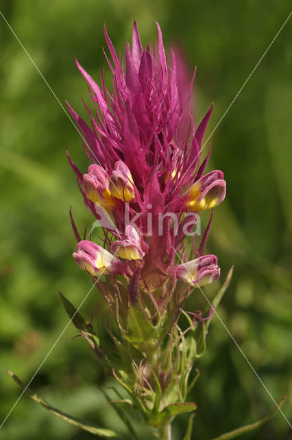 Field Cow-wheat (Melampyrum arvense)