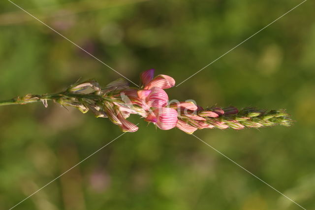 Common Sainfoin (Onobrychis viciifolia)