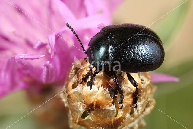 Chrysolina fuliginosa