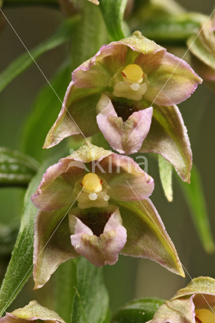 Broad-leaved Helleborine (Epipactis helleborine)