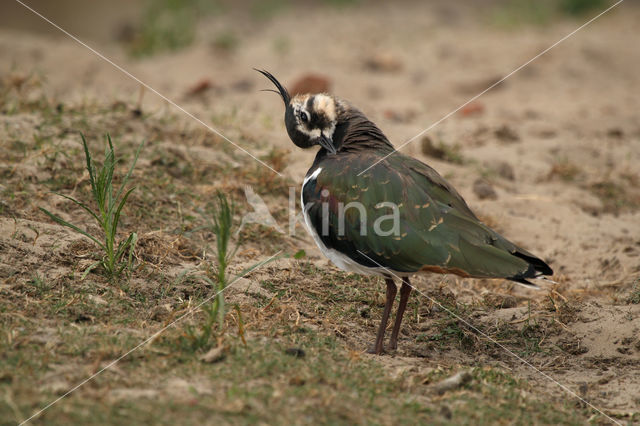 Kievit (Vanellus vanellus)